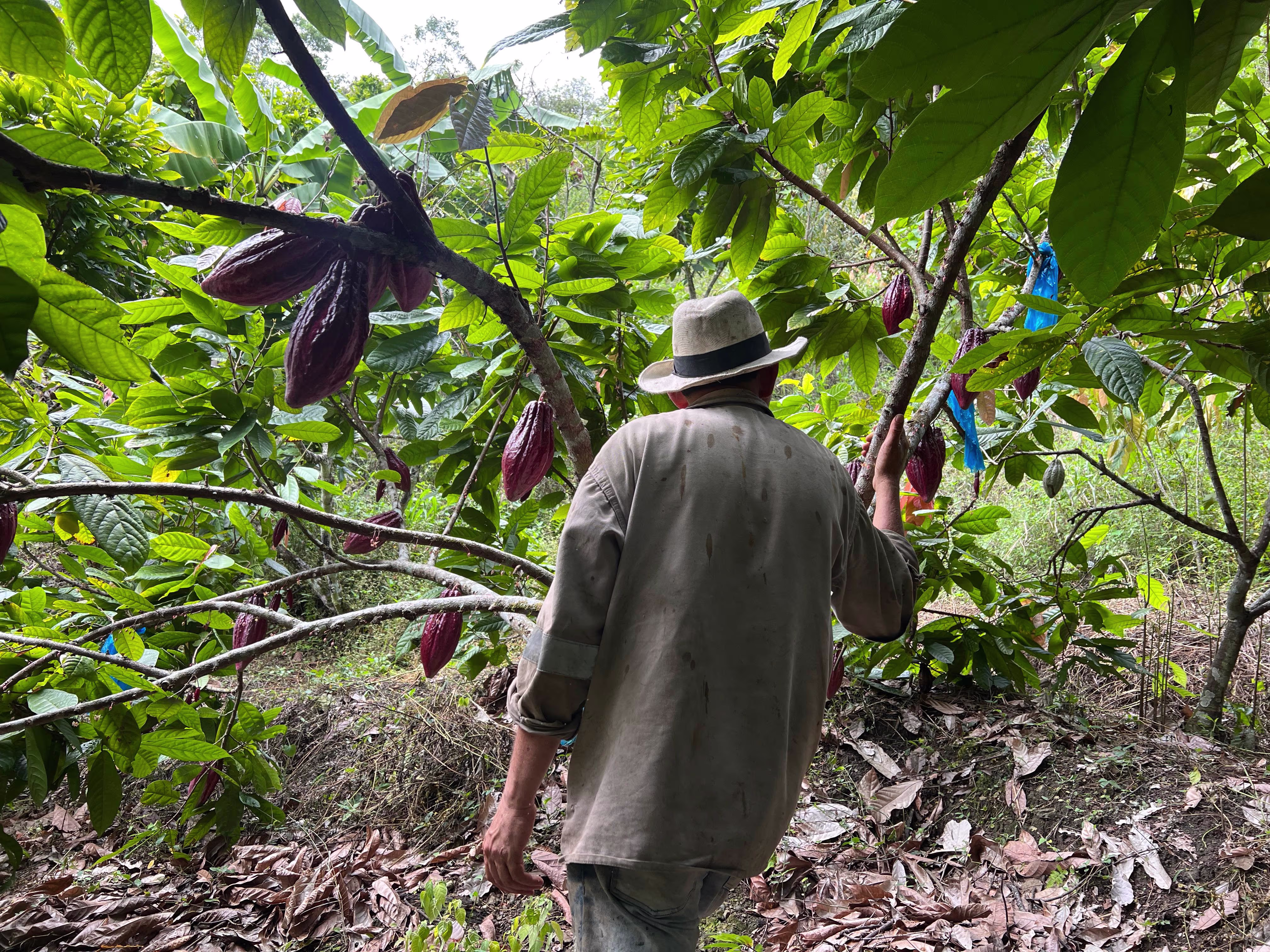 Experiencia Ruta del Cacao
